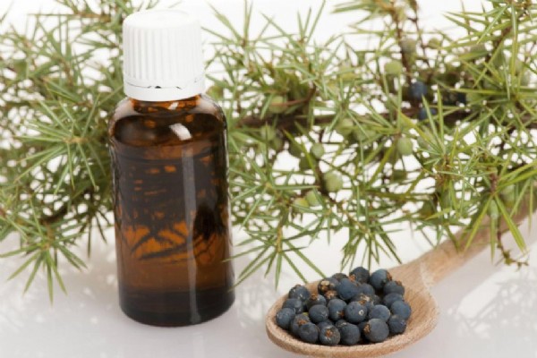 Ardıç Faydaları Nelerdir? Ardıç Neye İyi Gelir?